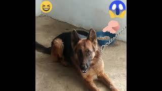 jarman safab dog‍ dangers moment  vedio#short