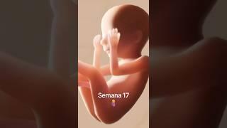 Semana 17 #embarazo #bebe #embarazada #ecografia