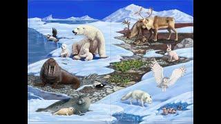 Кто где живёт? Животные северного полюса.