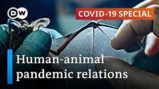 How COVID-19 impacts human-animal coexistence | COVID-19 Special