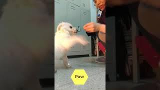 Stray dog does tricks. From Stray to Star!