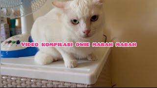 KUCING MARAH MARAH,KUCING LUCU,ODD EYE CAT,OWIE MARAH MARAH