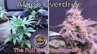 Afgoo OverDrive | The Complete Seed to Harvest! #420GTGT