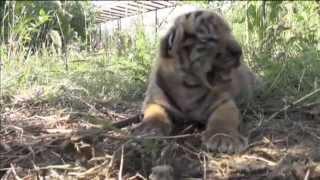 Rare Amur Tiger Triplets: Safari park in Russian-occupied Crimea shows off latest addition