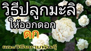 สูตร! วิธีปลูกมะลิให้ดอกดก และวิธีขยายพันธุ์ คลิปเดียวจบ how to grow jasmine