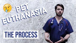 What to Expect When Putting Your Pet to Sleep | Euthanasia