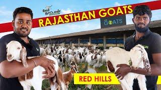 சென்னையில் வடமாநில நாட்டு ஆடுகள்  | Goat Farm |Whole Sale and Retail Farm | Oor Naattan
