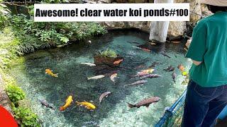 Awesome! Clear water koi pond.(Shinshiro, Aichi, Japan)