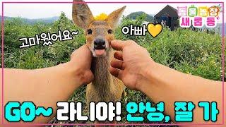 [#새롭동물농장] 더 넓은 세상에서 행복하게 잘 살아~ 따뜻했던 동욱씨의 품을 떠난 라니와의 아름다운 이별 / EP.1197 #TV동물농장 #AnimalFarm #SBSstory