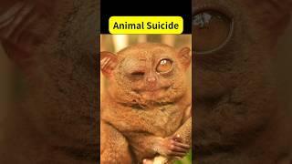 Tarsier- Suicidal Monkey: Animal suicide #shorts #monkey #animals #facts