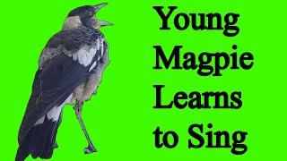 Young Australian Magpie Learns to Sing