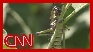 Locust swarms threaten the food supply of millions