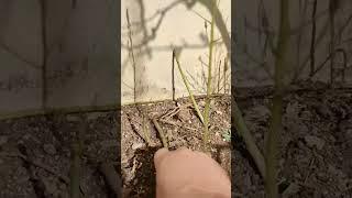 How to Cut Asparagus Spears Guide