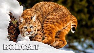 Red Lynx: The smallest lynx | Interesting facts about Bobcat