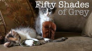 50 Shades of Grey Trailer - Cute Kitten Edition