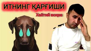 ↘️ ИТНИНГ ҚАРҒИШИ (хаётий воқеа)           the curse of the dog life stories #valijontv