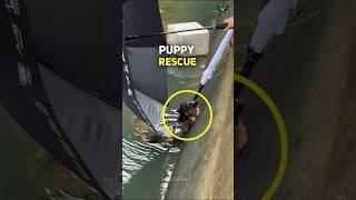 Heartwarming Rescue: Puppy Saved from Drain with Umbrella