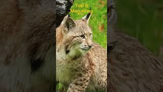 Top 10 loài họ mèo hung dữ nhất thế giới #top10 #top #animals #cat #cats #shorts #viral #viralshorts