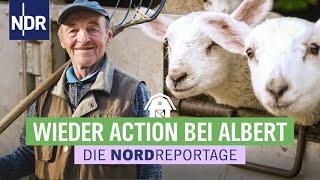 Lammzeit, Schafschur, Reitabzeichen | Die Nordreportage | NDR