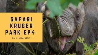 Cute elephant babies, chasing the light | Wildlife photography in Kruger Park, South Africa - Ep.4