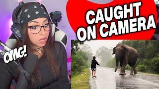 50 Interesting Animal Moments Caught On Camera | Bunnymon REACTS