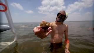 You've Gotta Try This: Scalloping Adventure in Steinhatchee