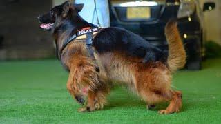 GermanShepherd #LongCoat Male | Imported GSD in  Pakistan | MANTO