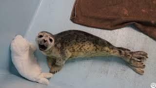 June 2023 Friday Night Video: It's Harbor Seal Pup Season!