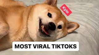 Shiba Videos to Cure Your Depression - 1