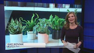 House plants kill the flu virus