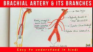 BRACHIAL ARTERY & it's Branches - Anatomy- Easy to understand