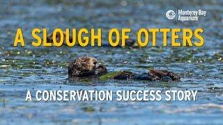 Sea Otters in Elkhorn Slough: A Conservation Success Story