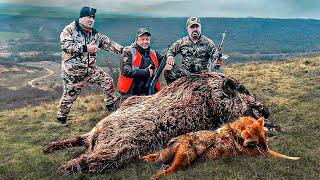 Attacks by aggressive wild boars. Amazing wild boar hunting and Caucasian Tur in Chechen Republic