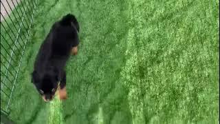 Rottweiler Puppy Shows Qwalty Available In Varanasi Dog Kennel ((9580444001))