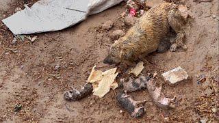 Soak Wet & Shaking, Abandoned Mother Dog Still Used Body To Cover Her Shivering Puppies Under Rain!