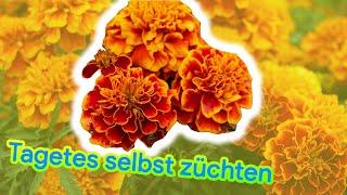 Studentenblumen aussäen - die 3 BESTEN Methoden Tagetes zu züchten!