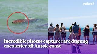 Incredible photos capture rare dugong encounter off Aussie coast | Yahoo Australia