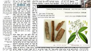 דף יומי מסכת בבא בתרא דף טז Daf yomi Masechet Bava Batra page 16  ע"י יוני גוטמן