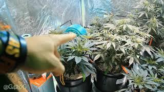 Grow420Guide - s6 Adding Co2 into your Garden TNB Naturals CO2 generator "The Enhancer"