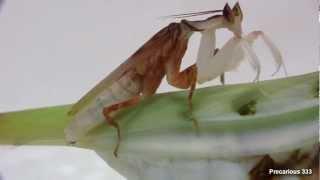Orchid Mantis - tapping, mating behavior
