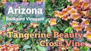 Cross vine "Tangerine Beauty" - Spring Bloom