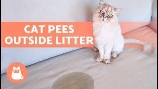 My CAT PEES EVERYWHERE  (Why and What to Do)