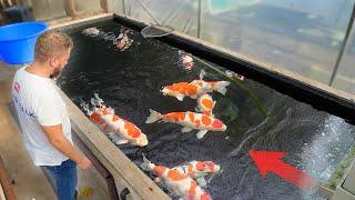 This is the UK's LARGEST Koi Fish Facility!