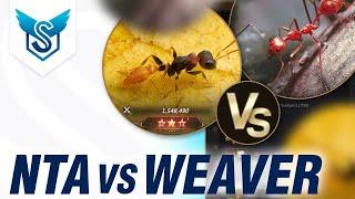 Weaver Ant vs Nimble Tree Ant - The Ants: Underground Kingdom [EN]