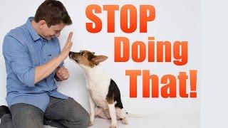 How to Correct your Dog's BAD Behavior!