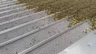 Screen mung bean Gravity separator