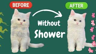 How to wash a Kitten and Cat without making it to scared | Easy Way to Bathe a Cat Without Water