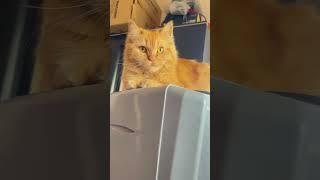 Cat Funny Video #cat #catfunnyvideo #shorts #reels