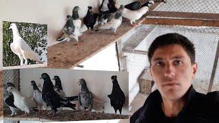 Как содержу своих Голубей 20.04.2022,How I keep my Pigeons 20.04.2022#tauben #pigeons