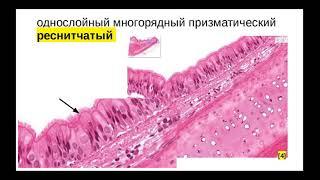 Эпителии ч2: Классификация эпителиальных тканей. Однослойные и многослойные эпителии.